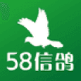 58信鸽