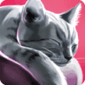 猫舍特别版