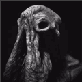 sarcoph下载安卓版_sarcoph官方正版下载 v2.52中文版