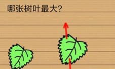 最囧烧脑洞坑爹游戏第10关攻略 哪张树叶最大