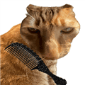 给猫梳毛手机版下载_给猫梳毛安卓版下载 v1.0最新版
