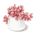 多肉花草日记app最新版