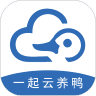 一起云养鸭