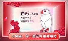 文鸟恋爱物语剧情怎么过 全剧情通关攻略